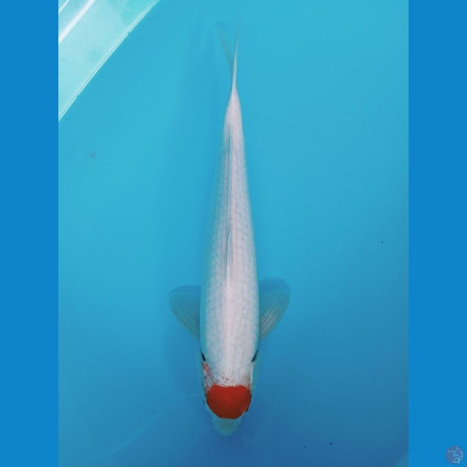 Tancho 36cm (cut basah)