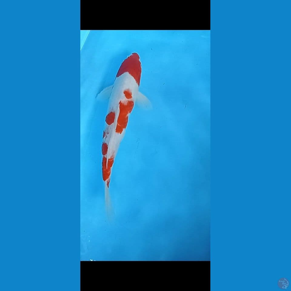 kohaku 35cm