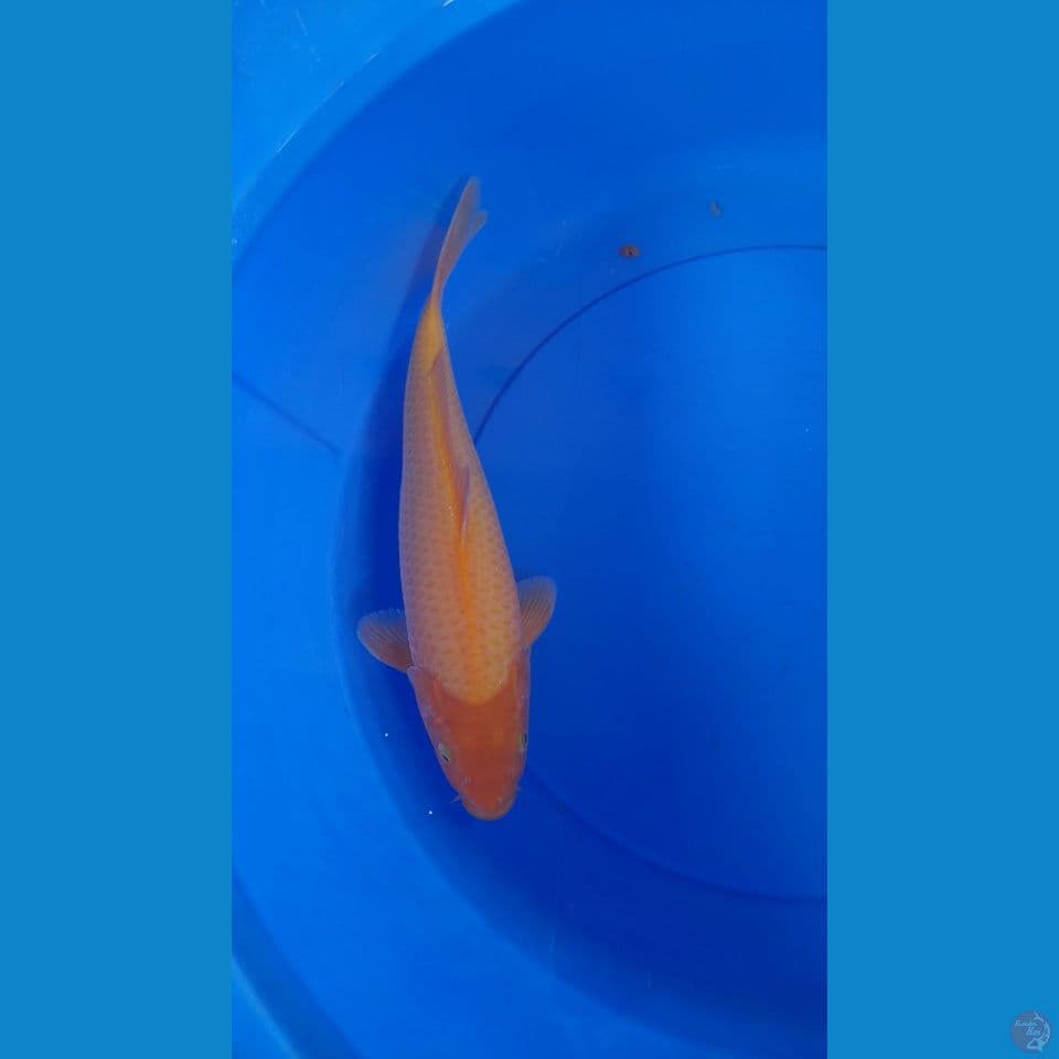 M 34CM Karasi Mango