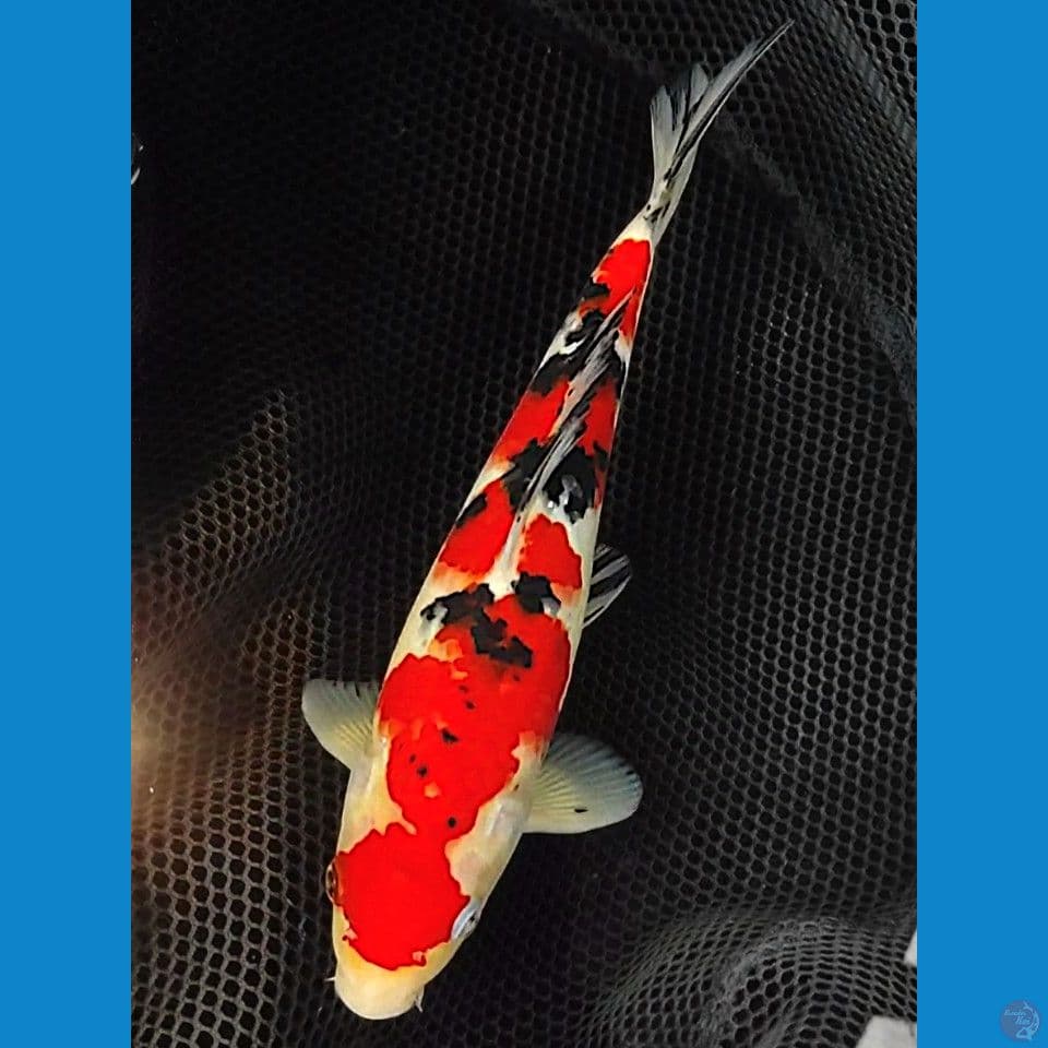 28cm | Jantan