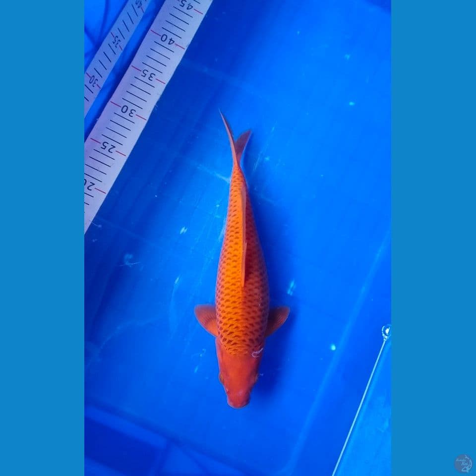 Karamel Jaring istimewa