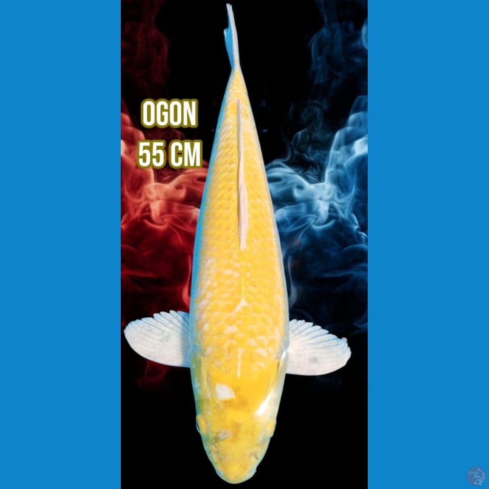 Ogon Jantan