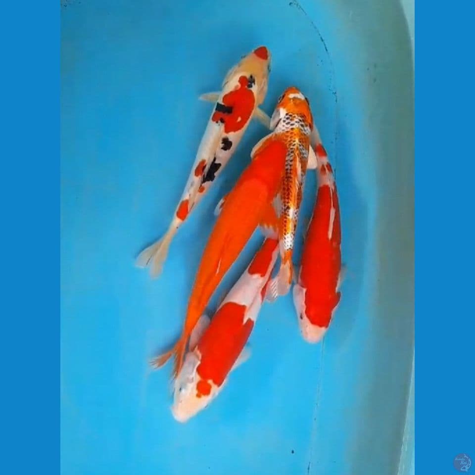 mix 5 ekor 25-30 cm