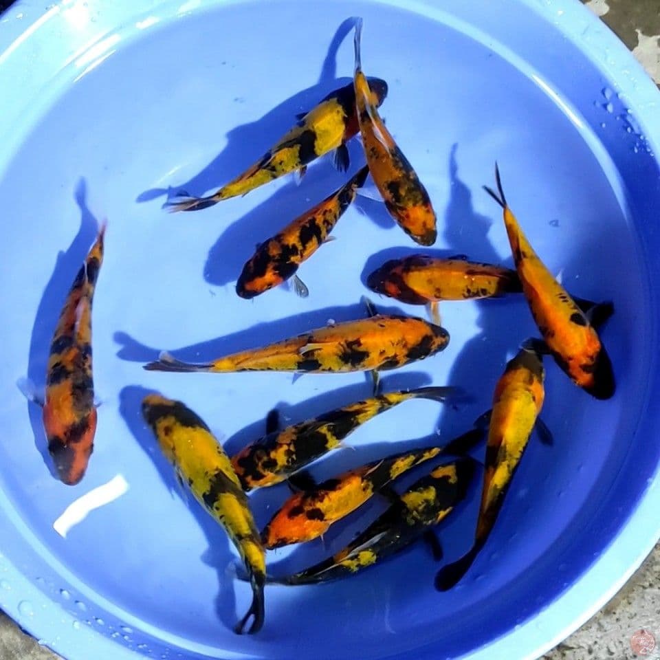PAKET HI UTSURI DOITSU 12Ekor 12-15CM