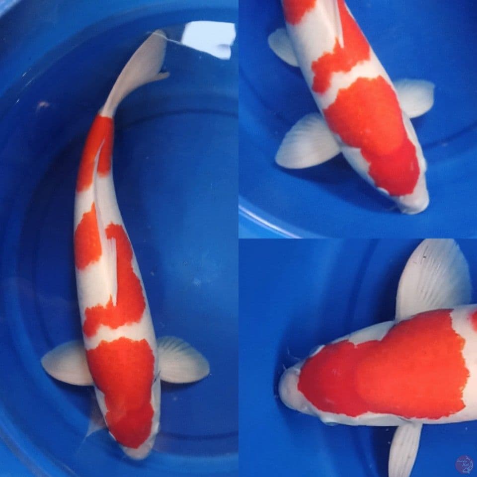 Kohaku jantan 51 cm