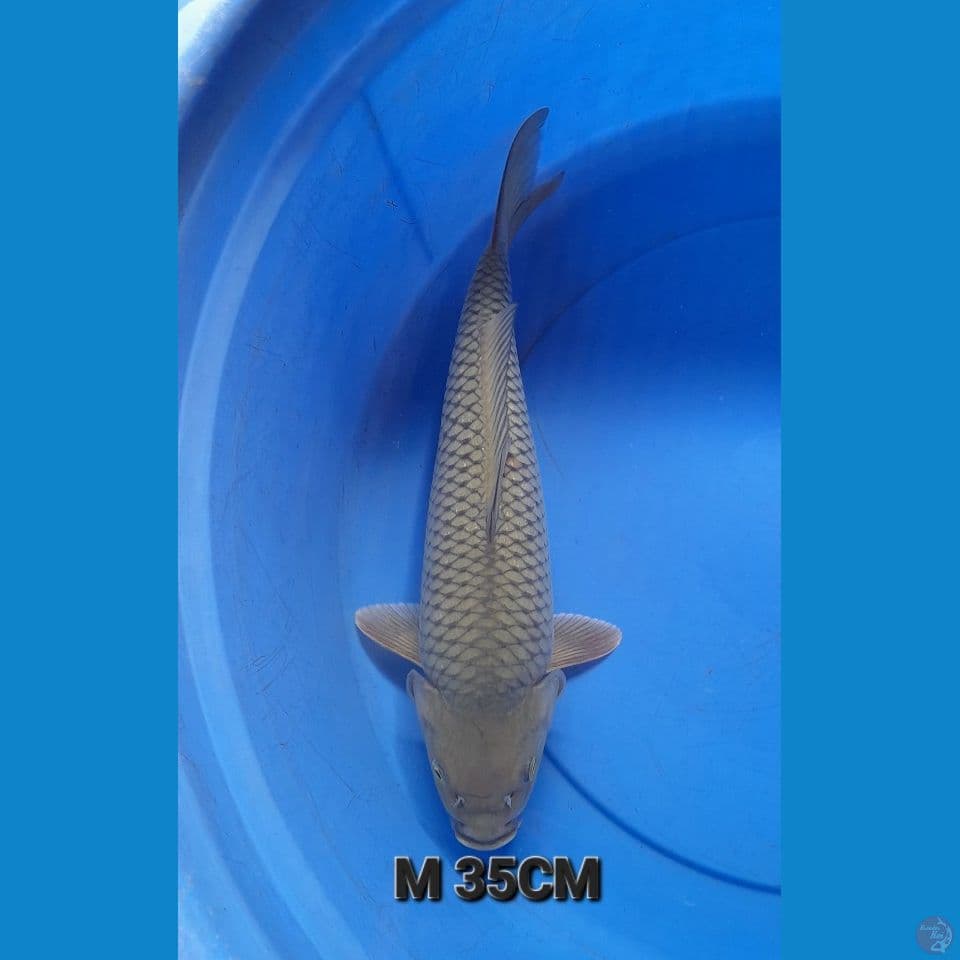 M 35CM SURAGOI