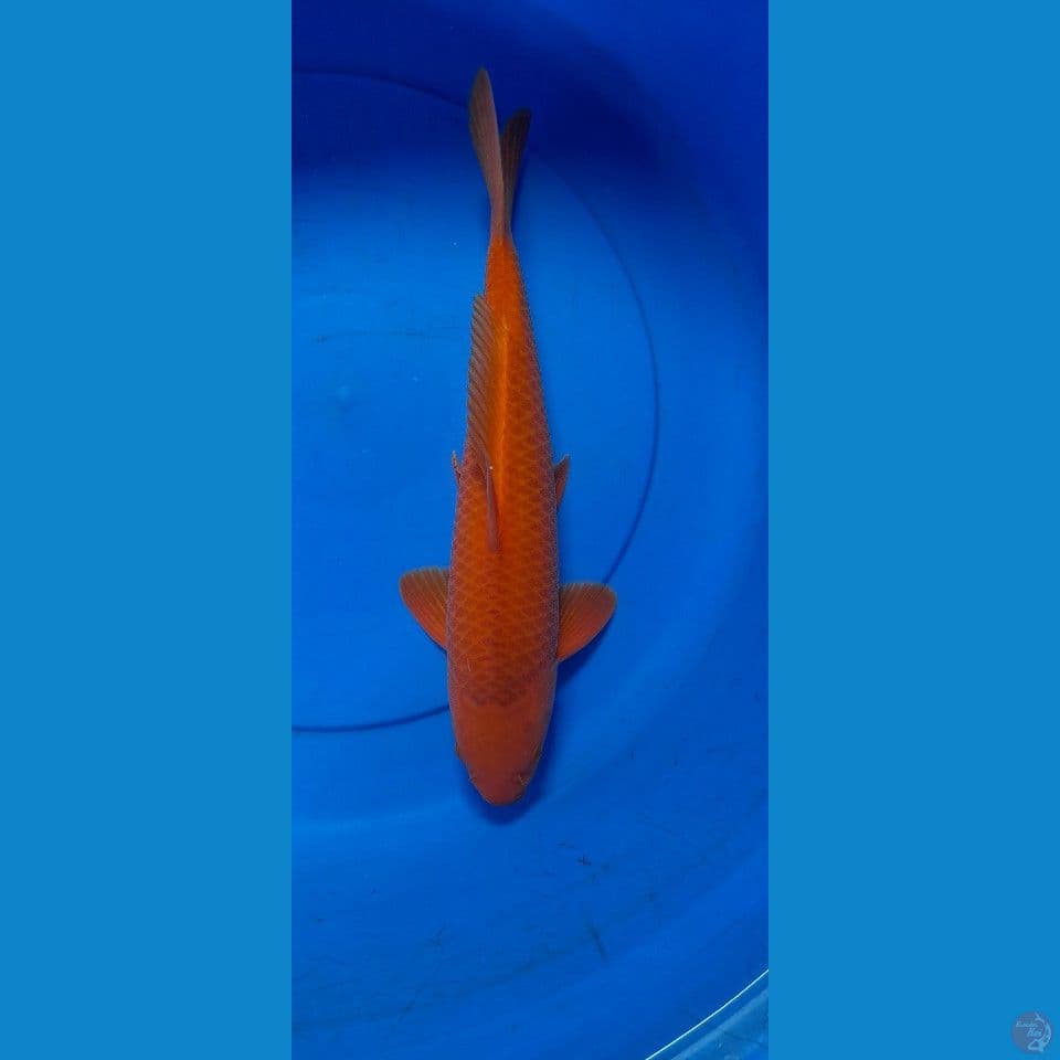 M 37CM RED KARAMEL