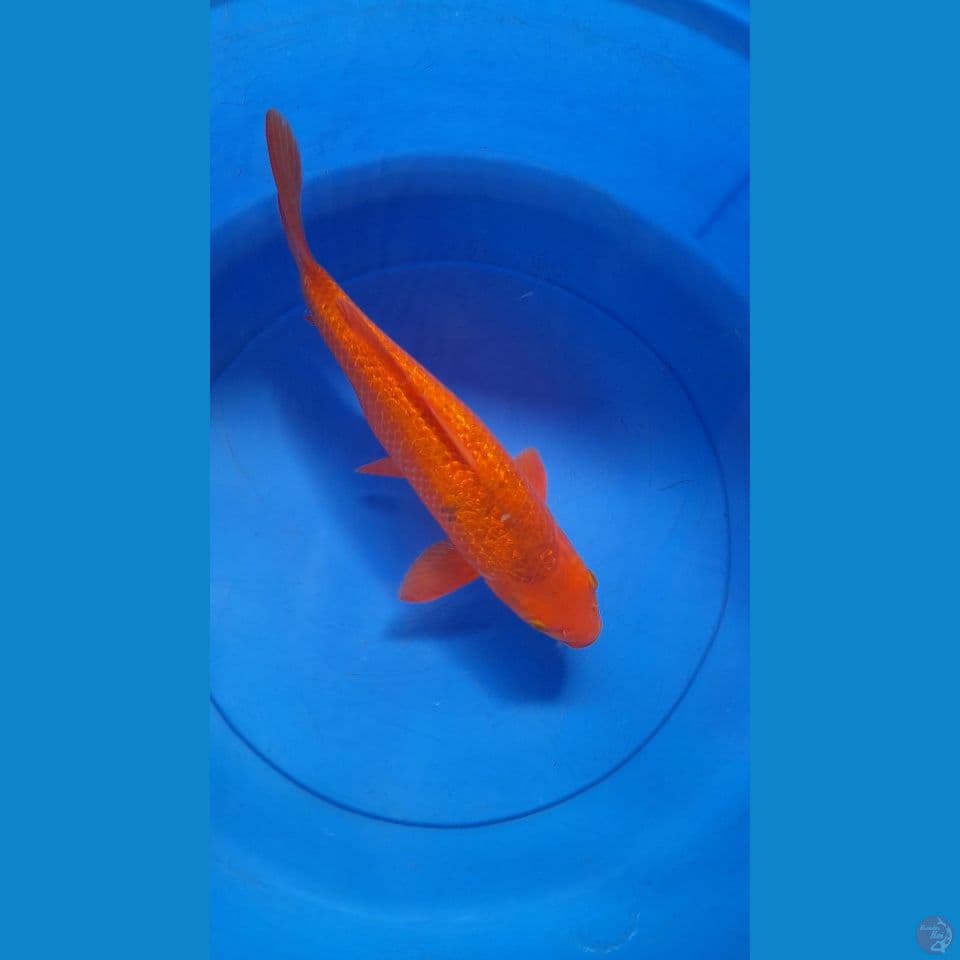 M 35CM GINDRIN KARAMEL