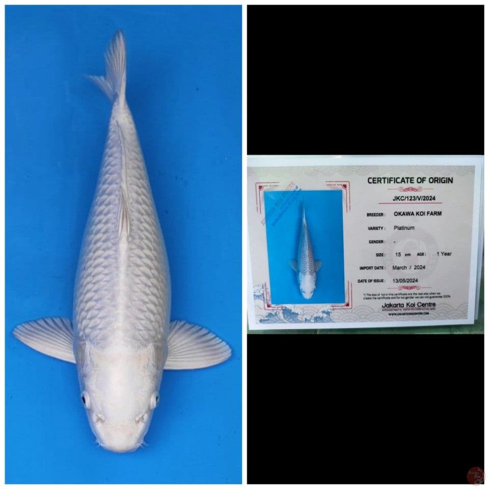 Okawa Platinum