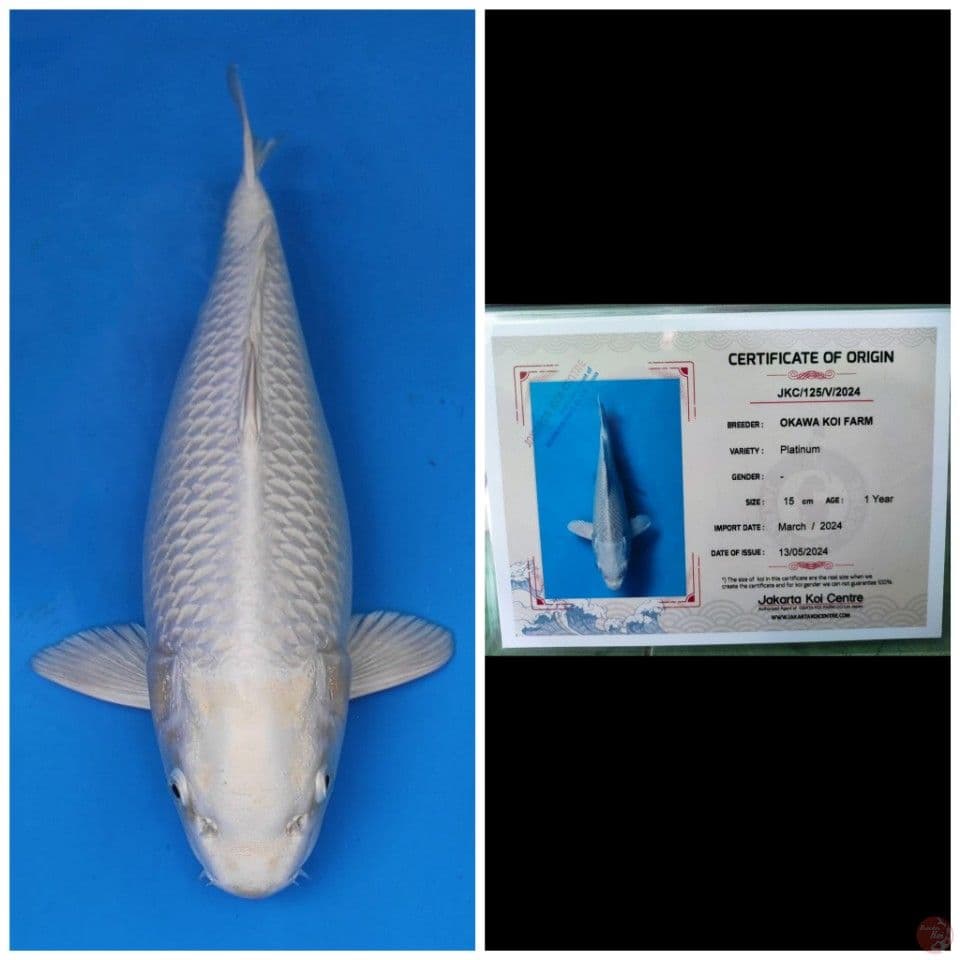 Okawa Platinum