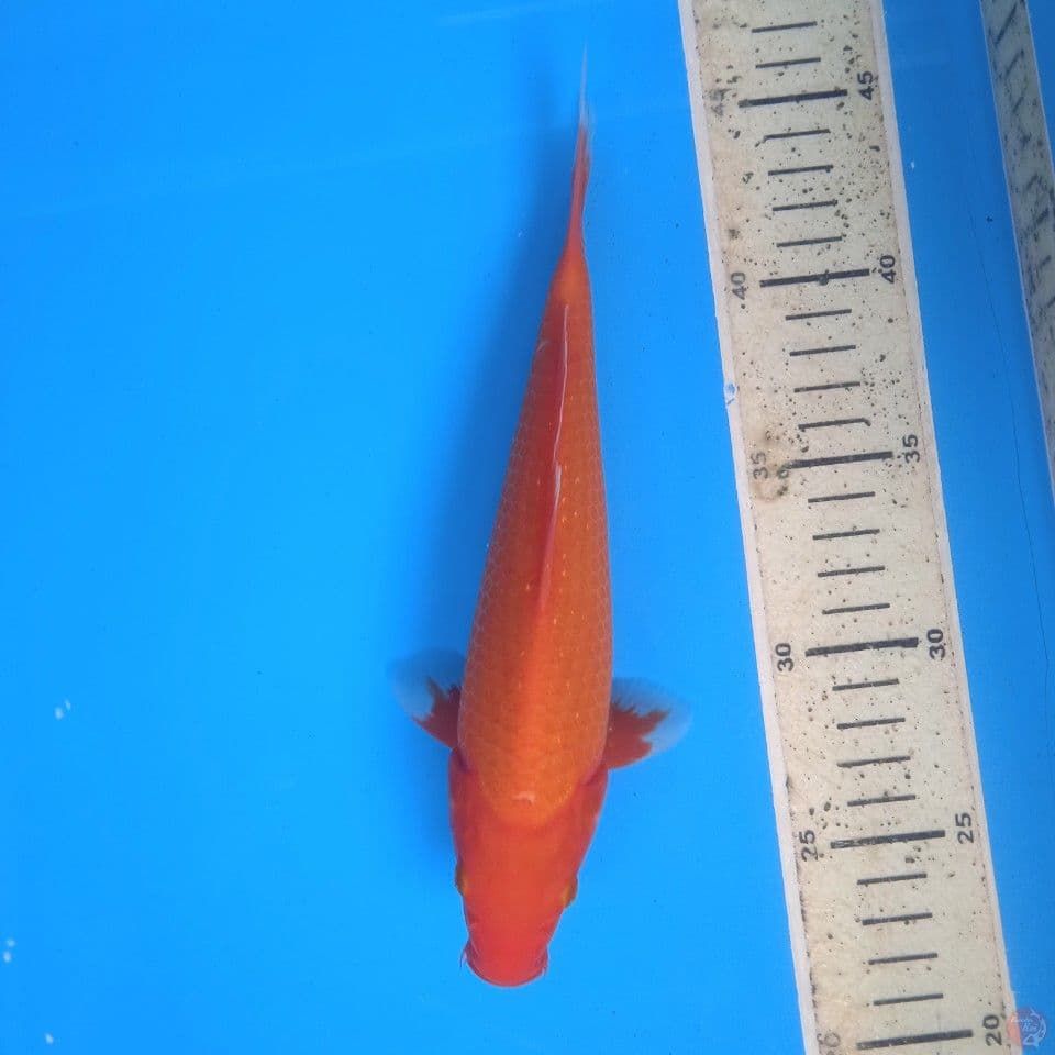 akahajiro 23cm