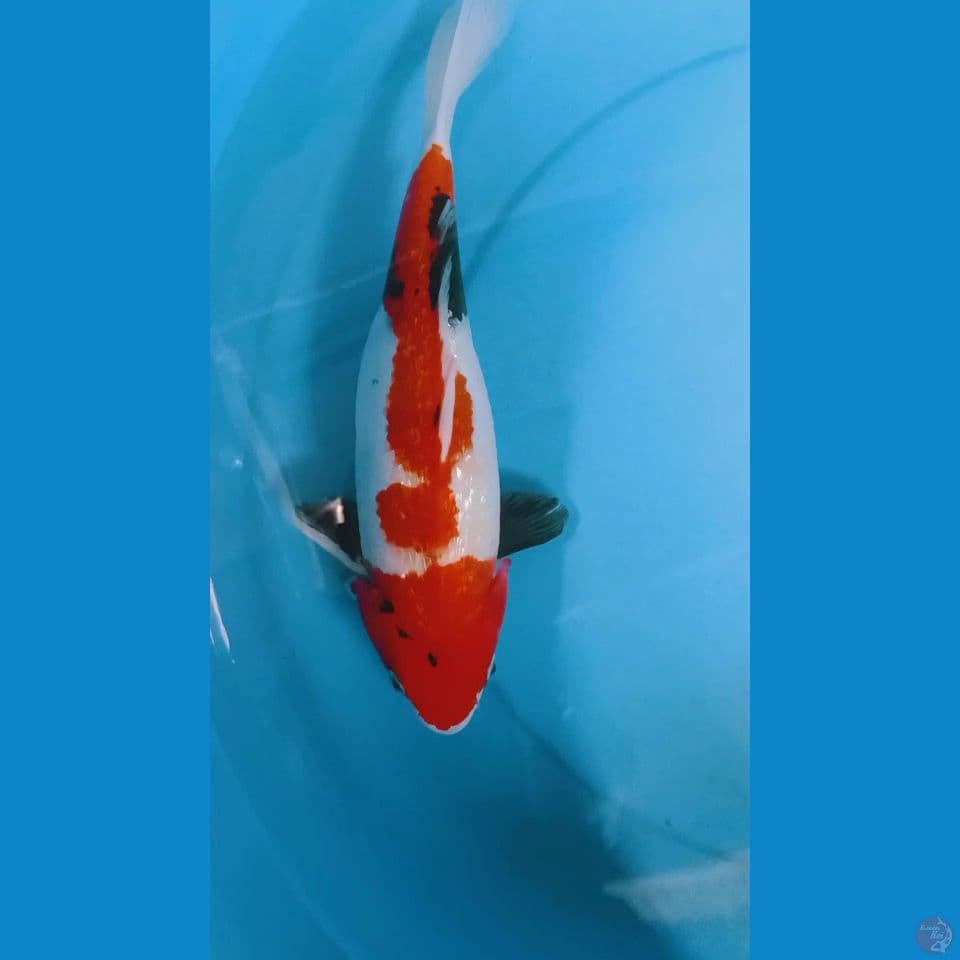 showa gindrin 30 cm