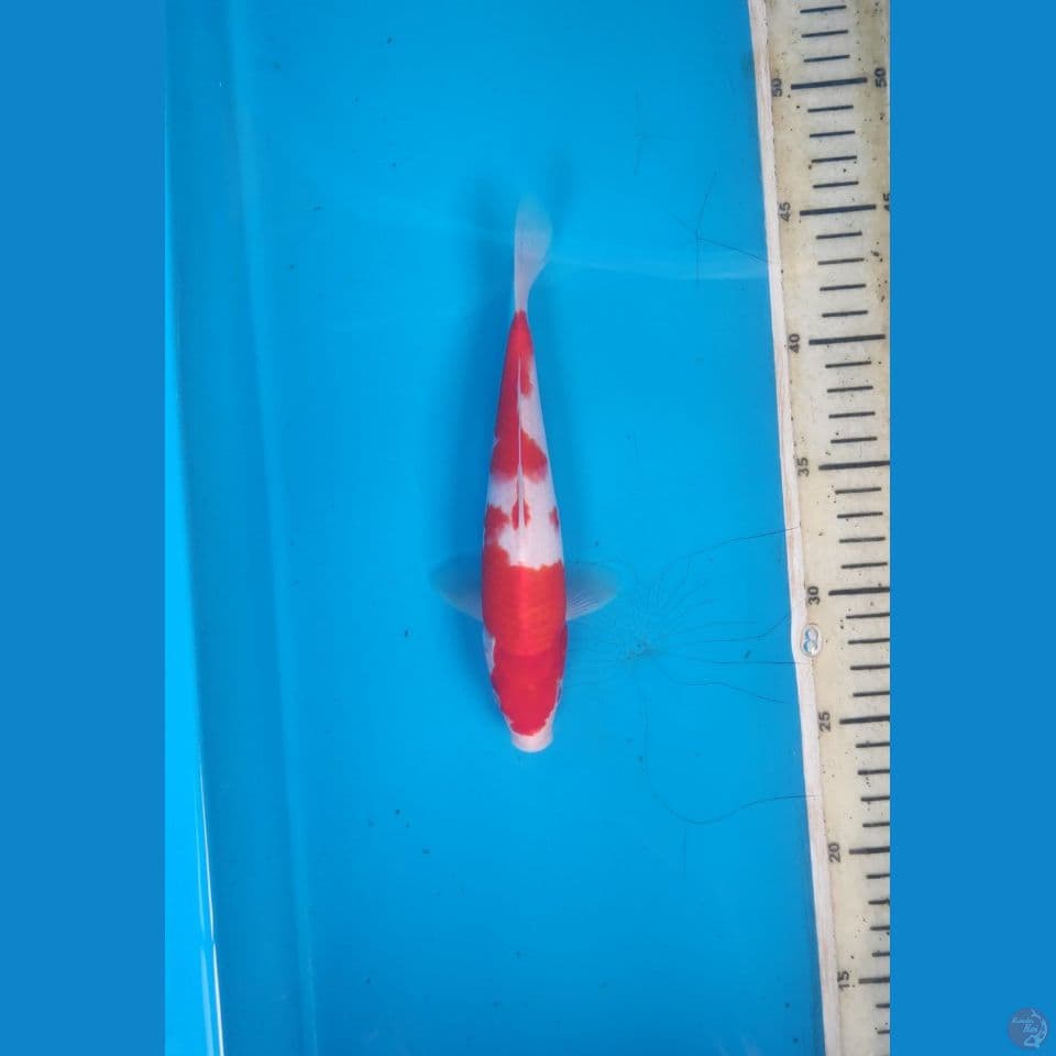 Kohaku, 21cm
