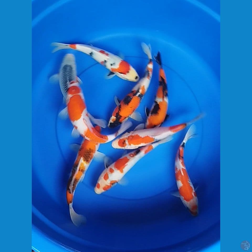 sowa dan asagi 1ekor