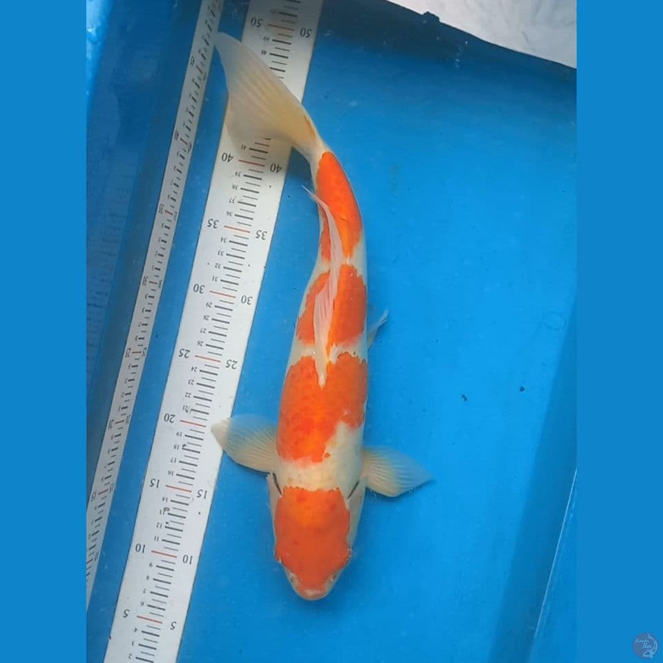 KOHAKU 40CM MALE CUTKER