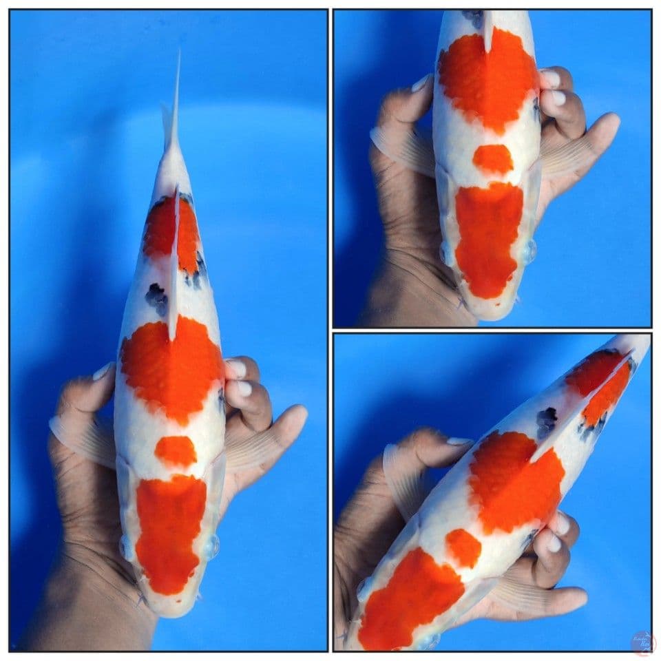 TAISHO SANKE SUBOSUMI 31CM