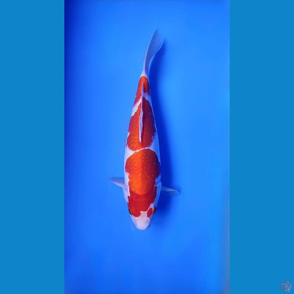 kohaku 3 step merah strong male 34cm