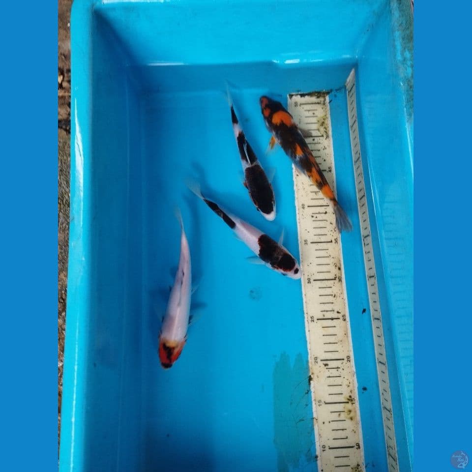 17-22cm
