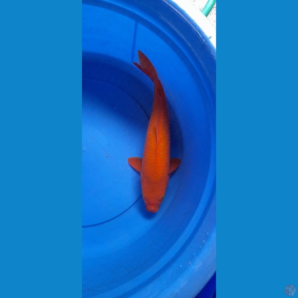 38CM RED KARAMEL
