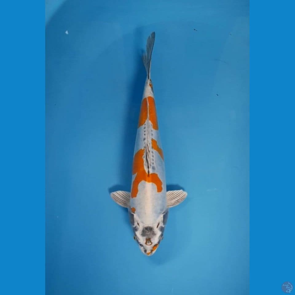 kiko male berpunuk 35 bu