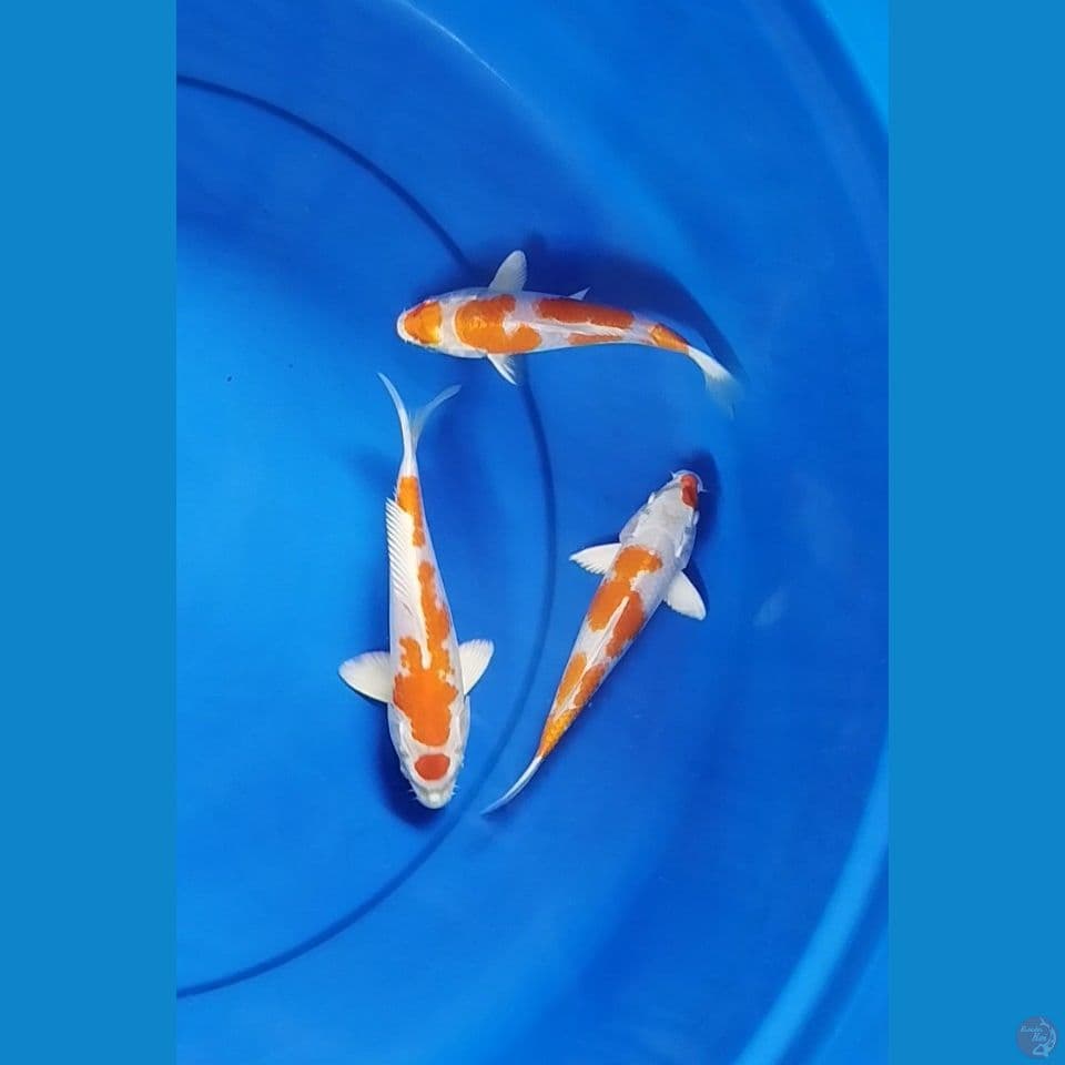 hikarimoyomono sq size 15cm 17cm18cm