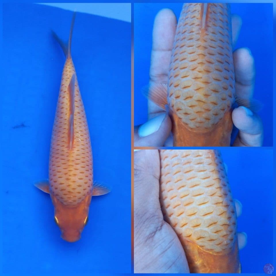 Karashi Manggo Good Quality
