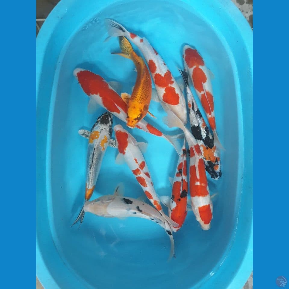 mix 30-35-38
