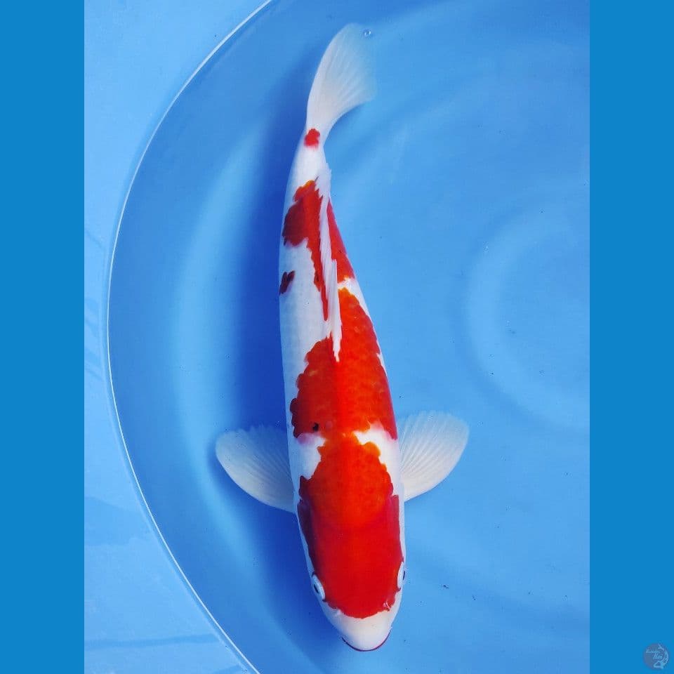 Sanke 46cm