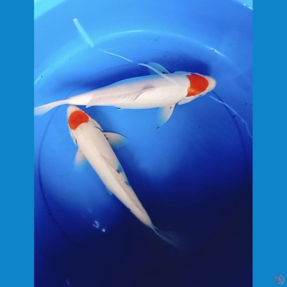 36-37cm tanco m/f