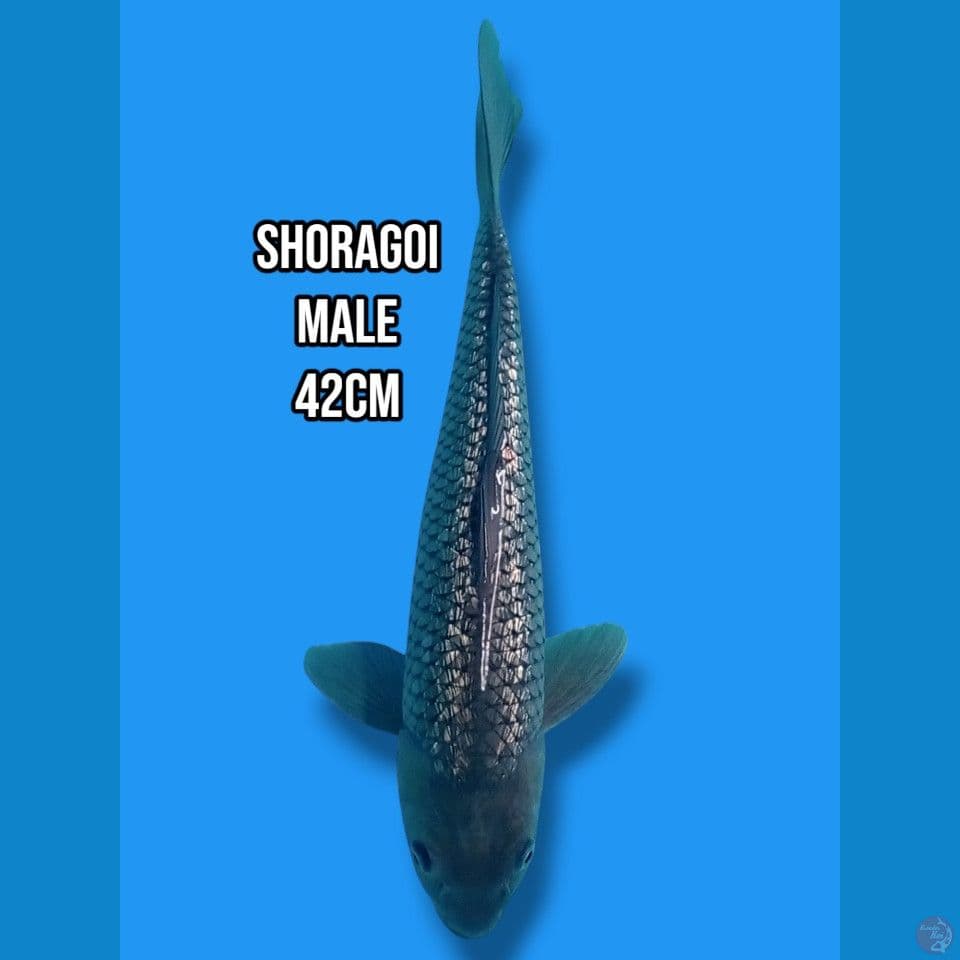 Soragoi