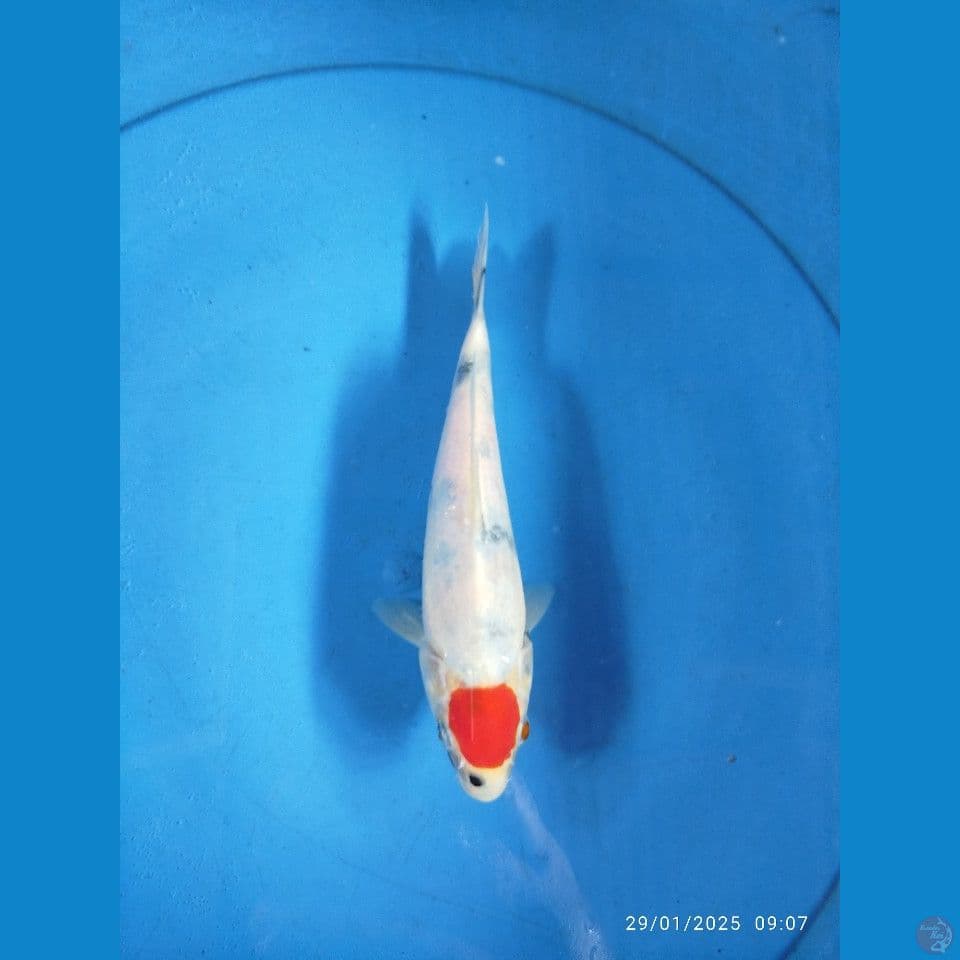 tanco sowa tategoi size 20cm