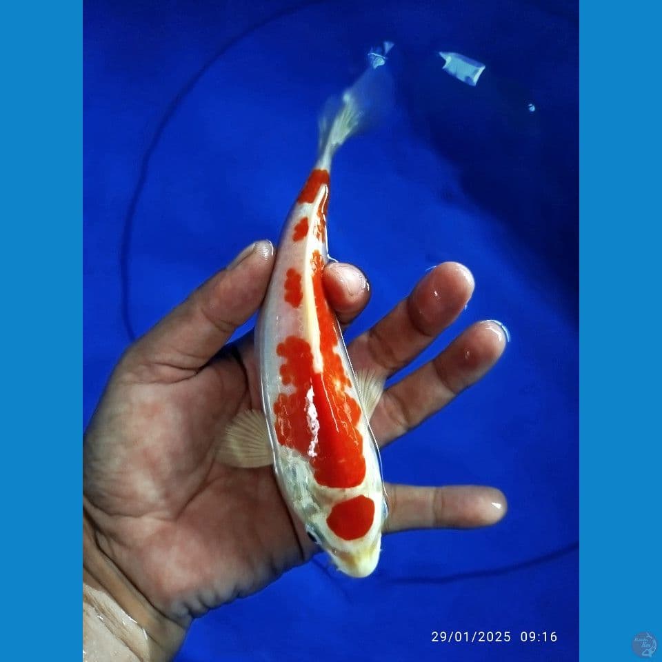 hikarimoyomono sq size 19cm