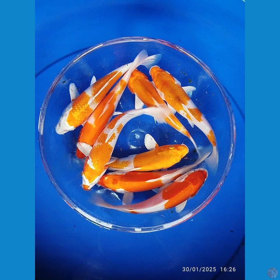 hikarimoyomono size 16cm 17cm 8ekor