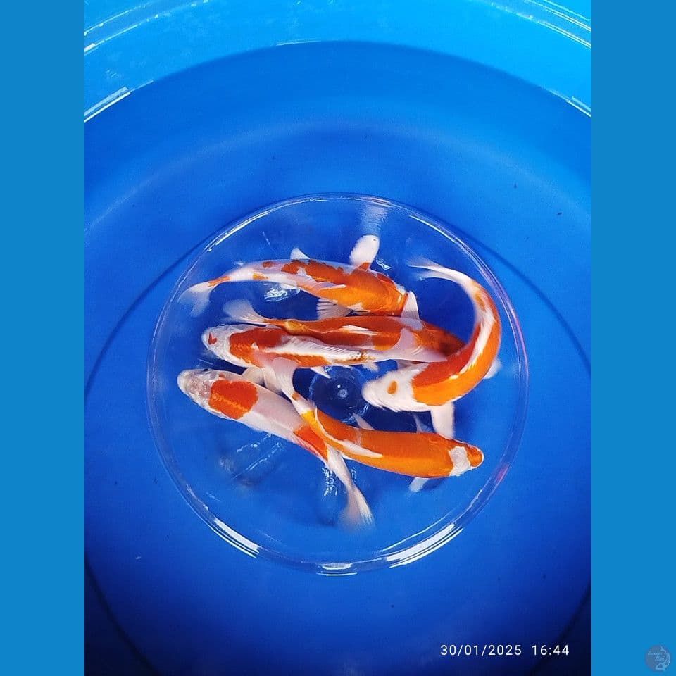 hikarimoyomono 6ekor size 18cm