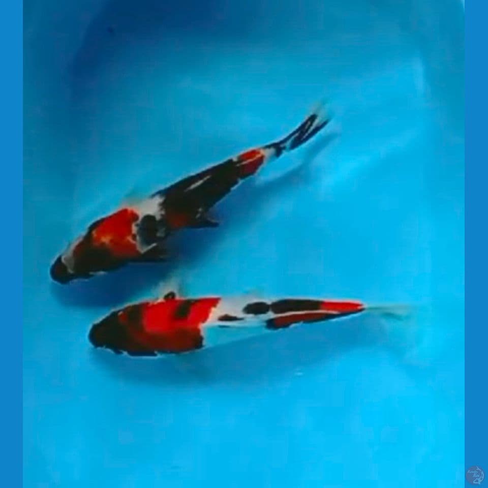 showa 32-33cm