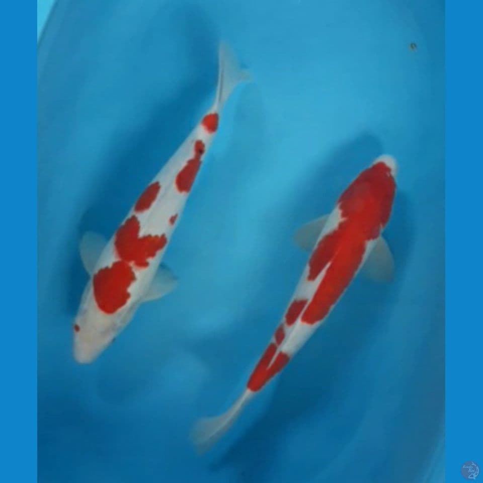 kohaku sanke 38 cm