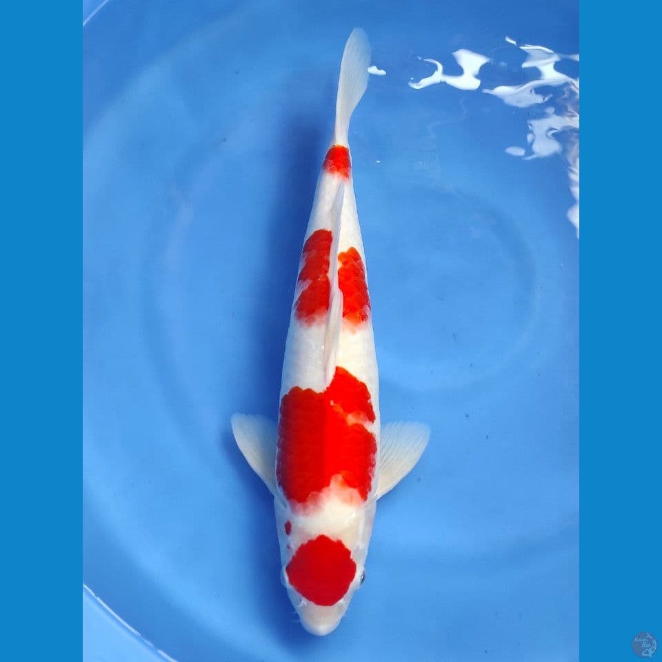 kohaku 45cm | Male
