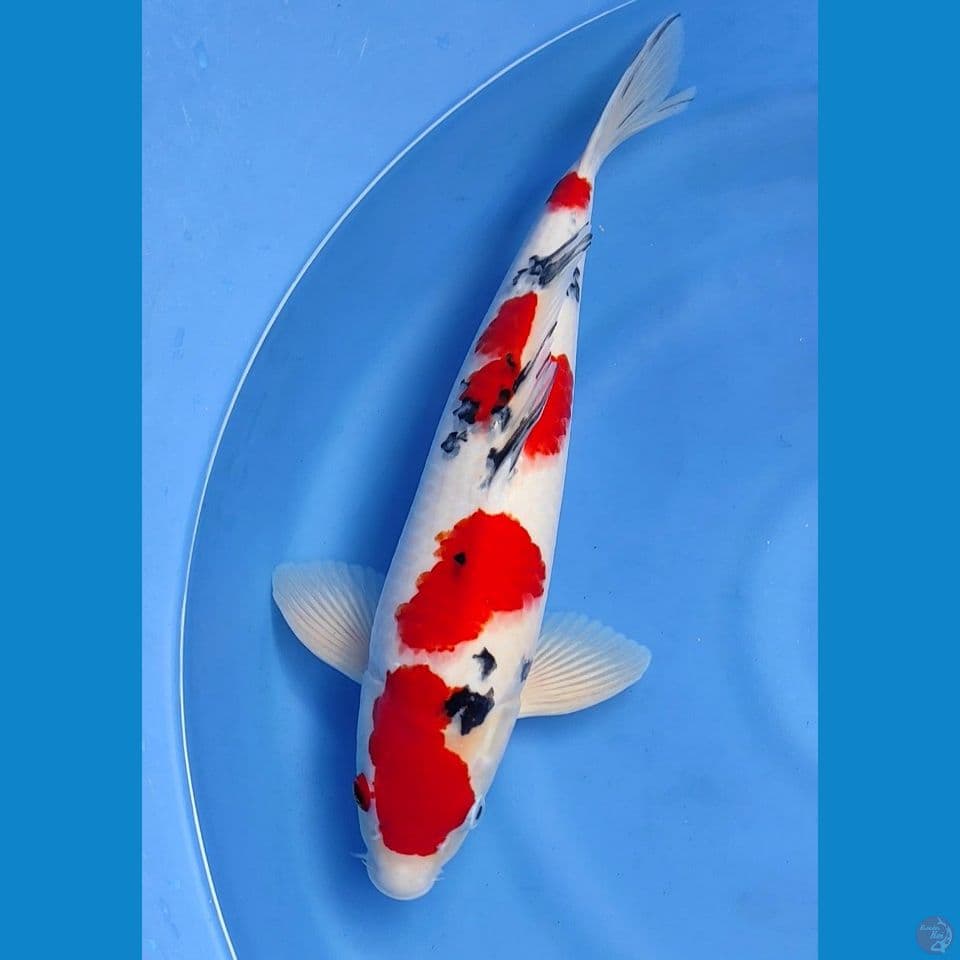 Sanke 44cm | Male