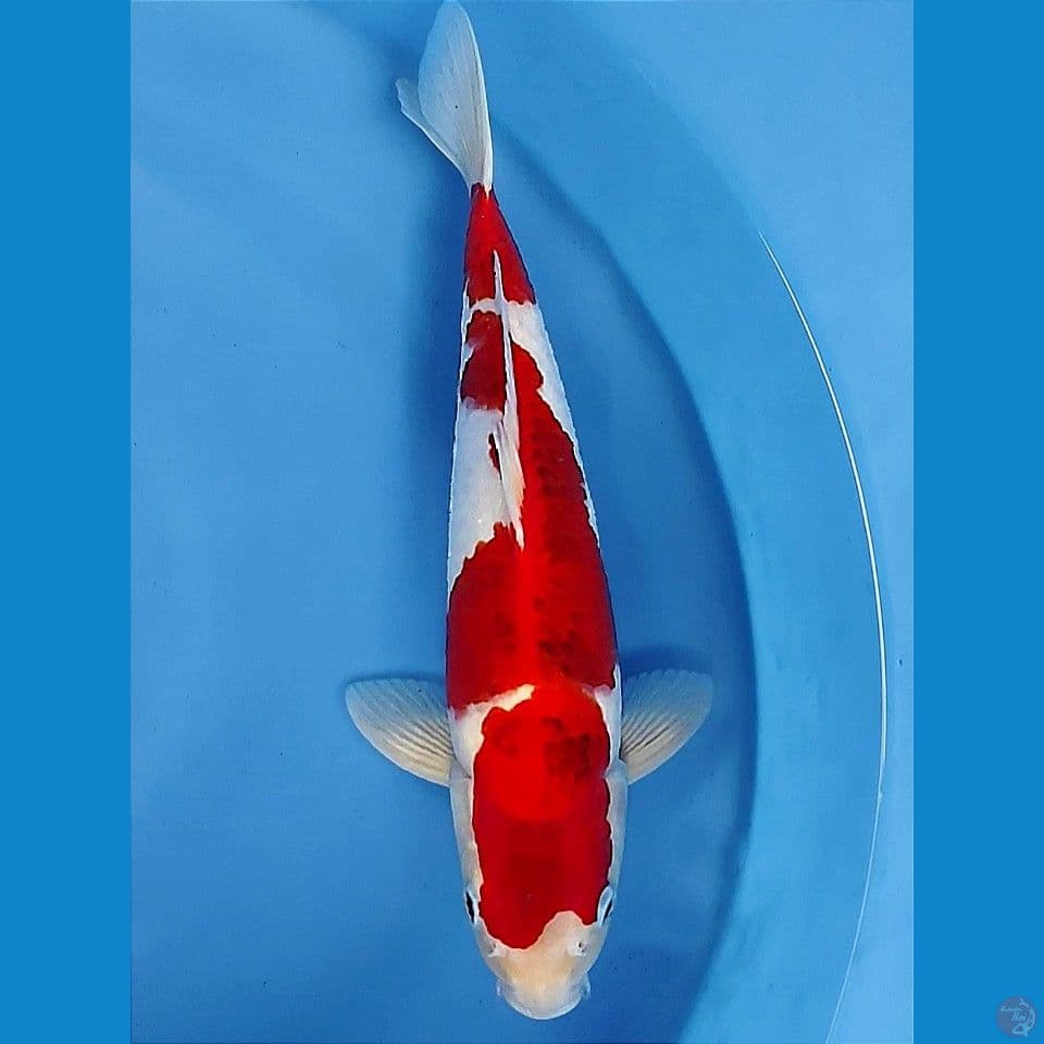 Aigo 38cm | Male