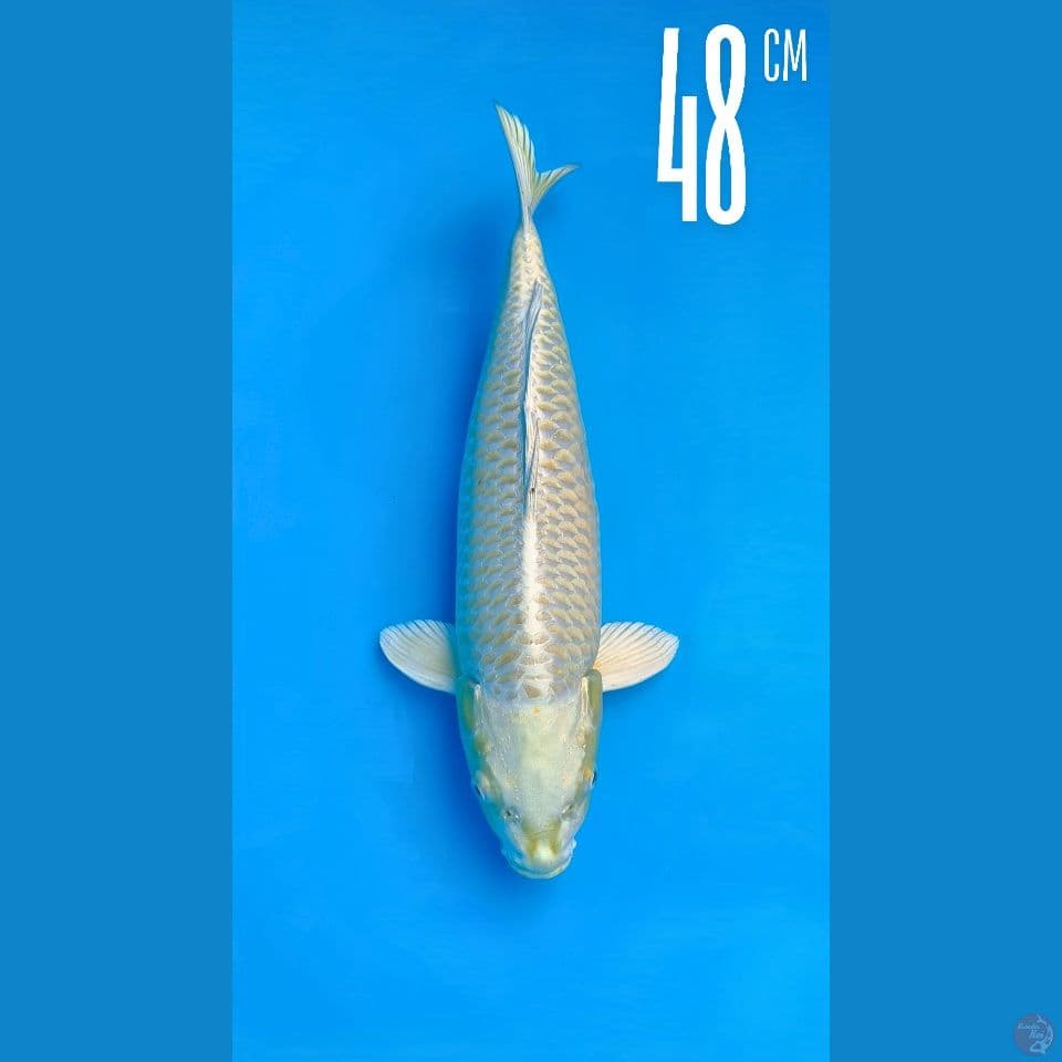 Ogon 48CM Line Momotaro 100cm