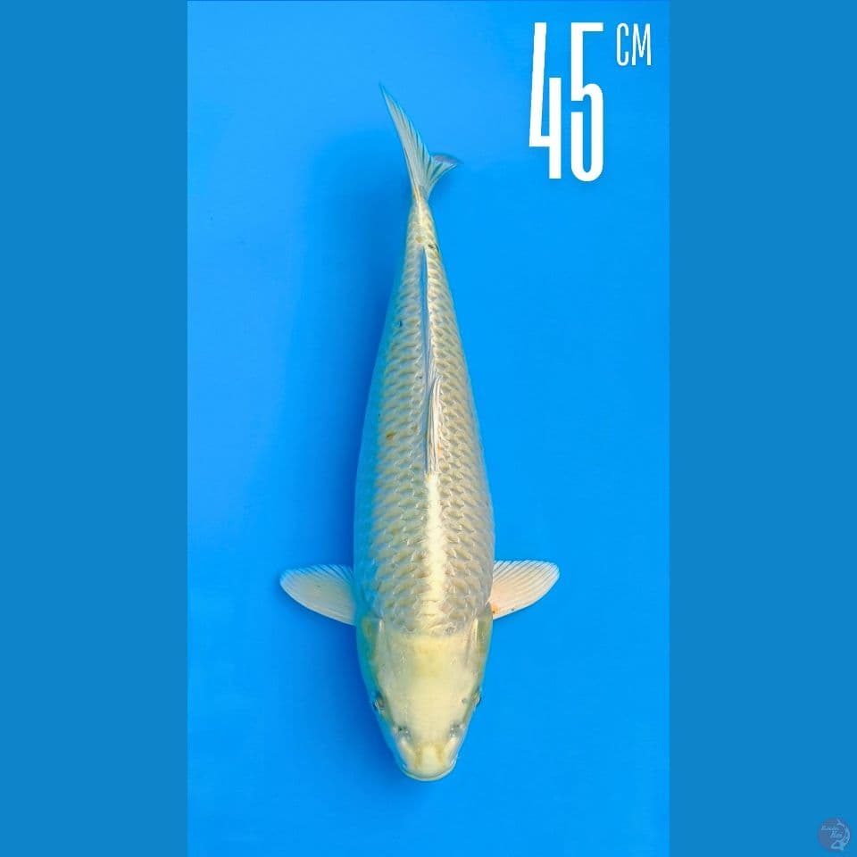 Ogon 45cm Line Momotaro 100cm