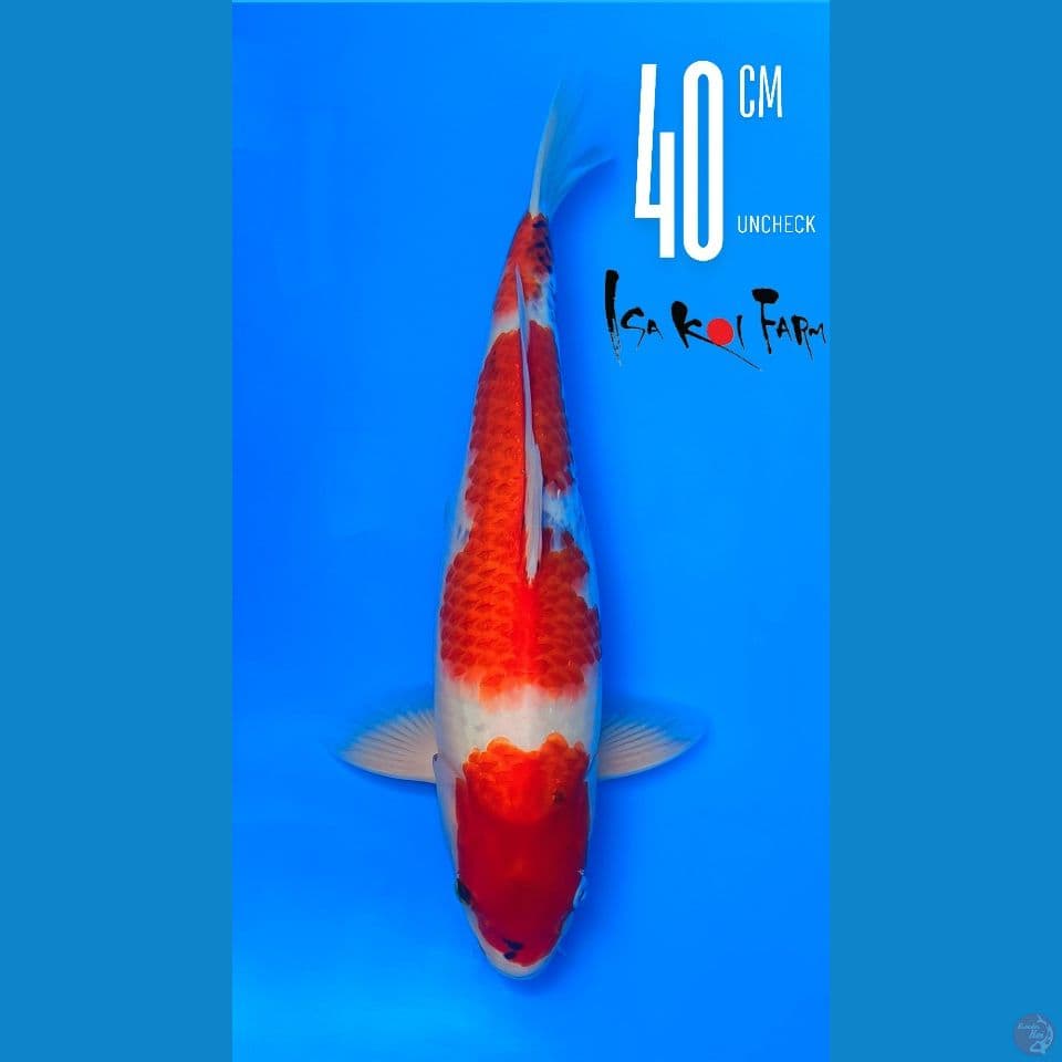 Showa Isa Sertifikat 40cm Female