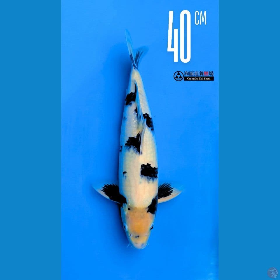 Shiro Bl Omosako Show Quality 40cm