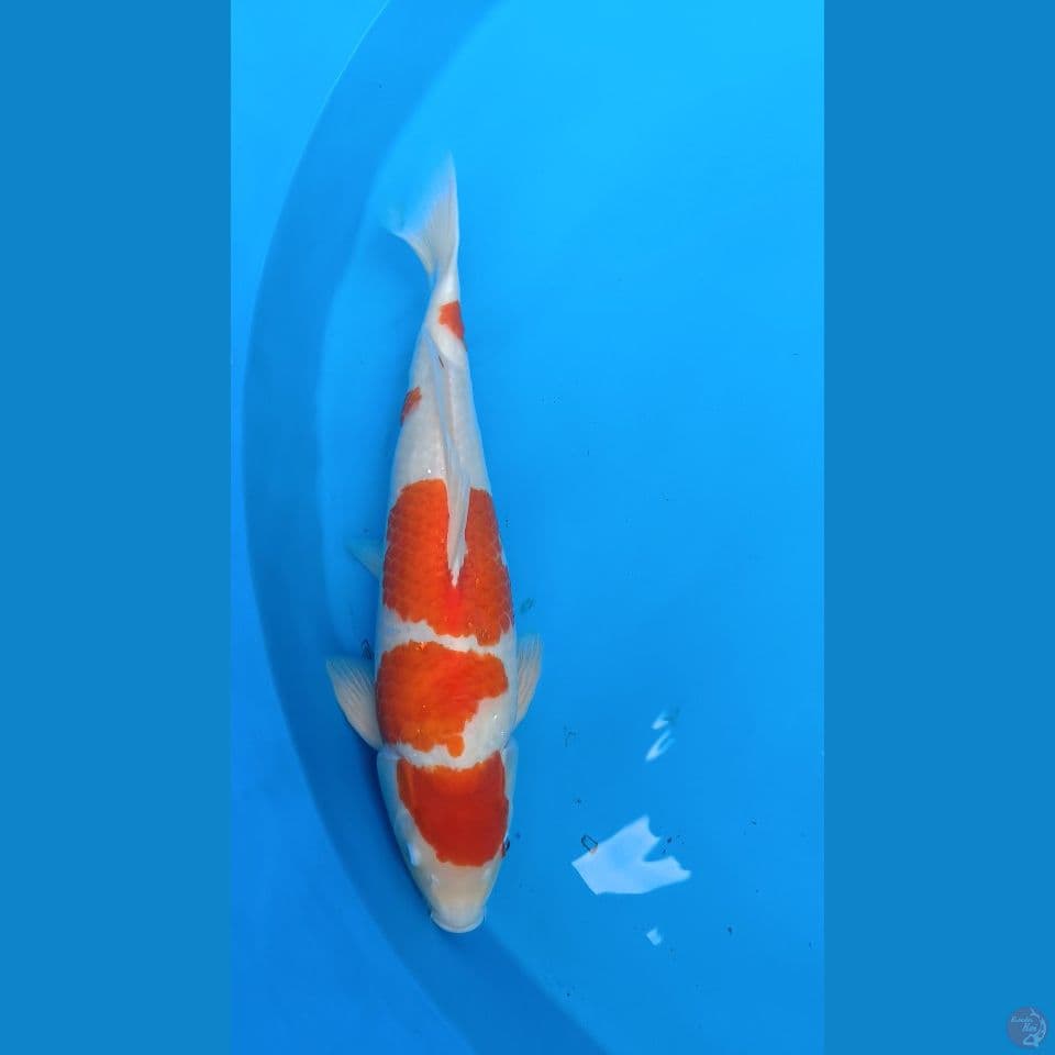 Kohaku AKF 50cm Male