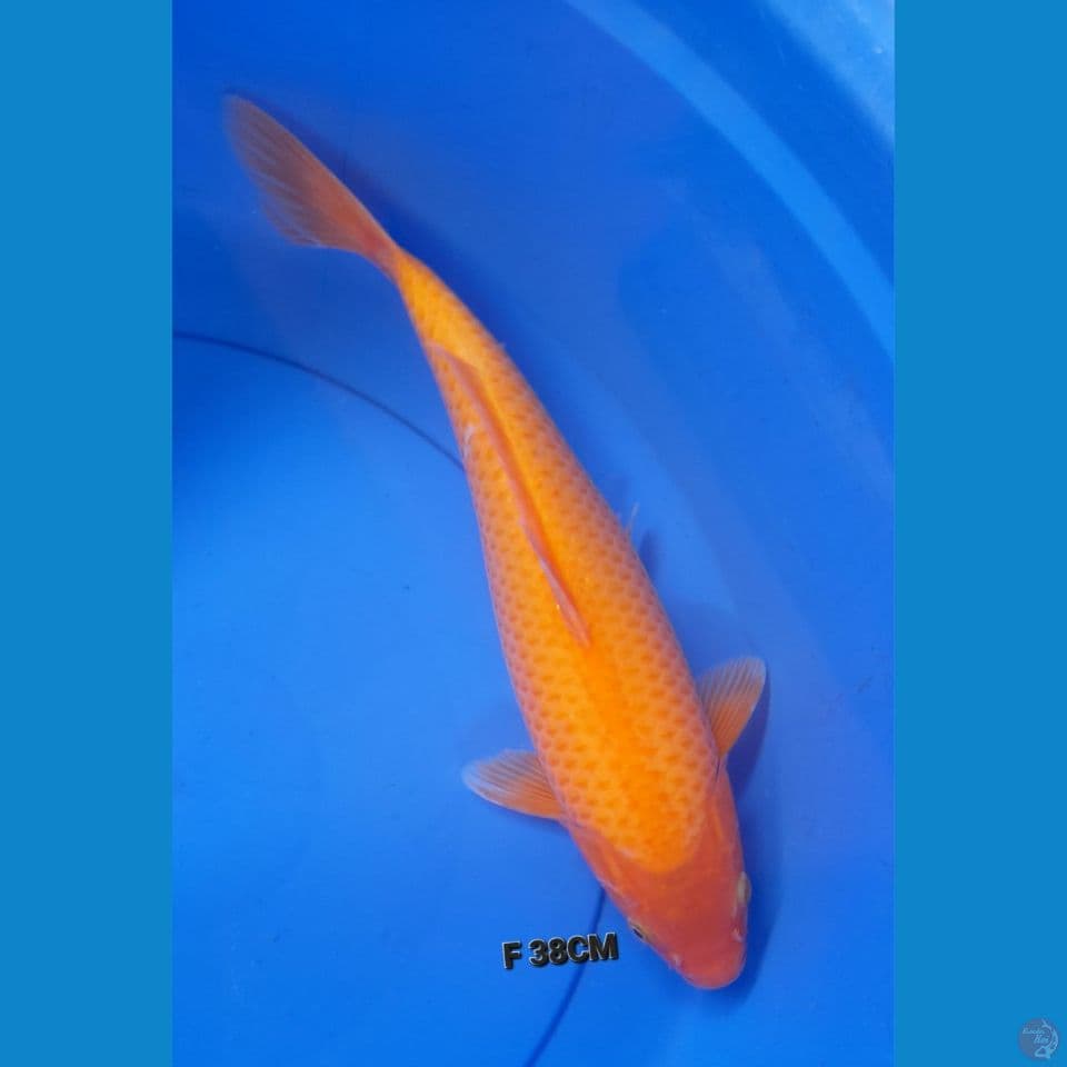 F 38CM RED KARASI