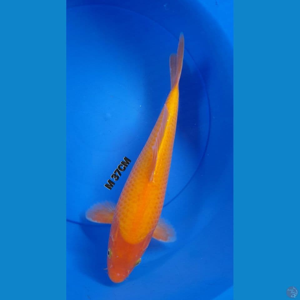 M 37CM RED KARASI