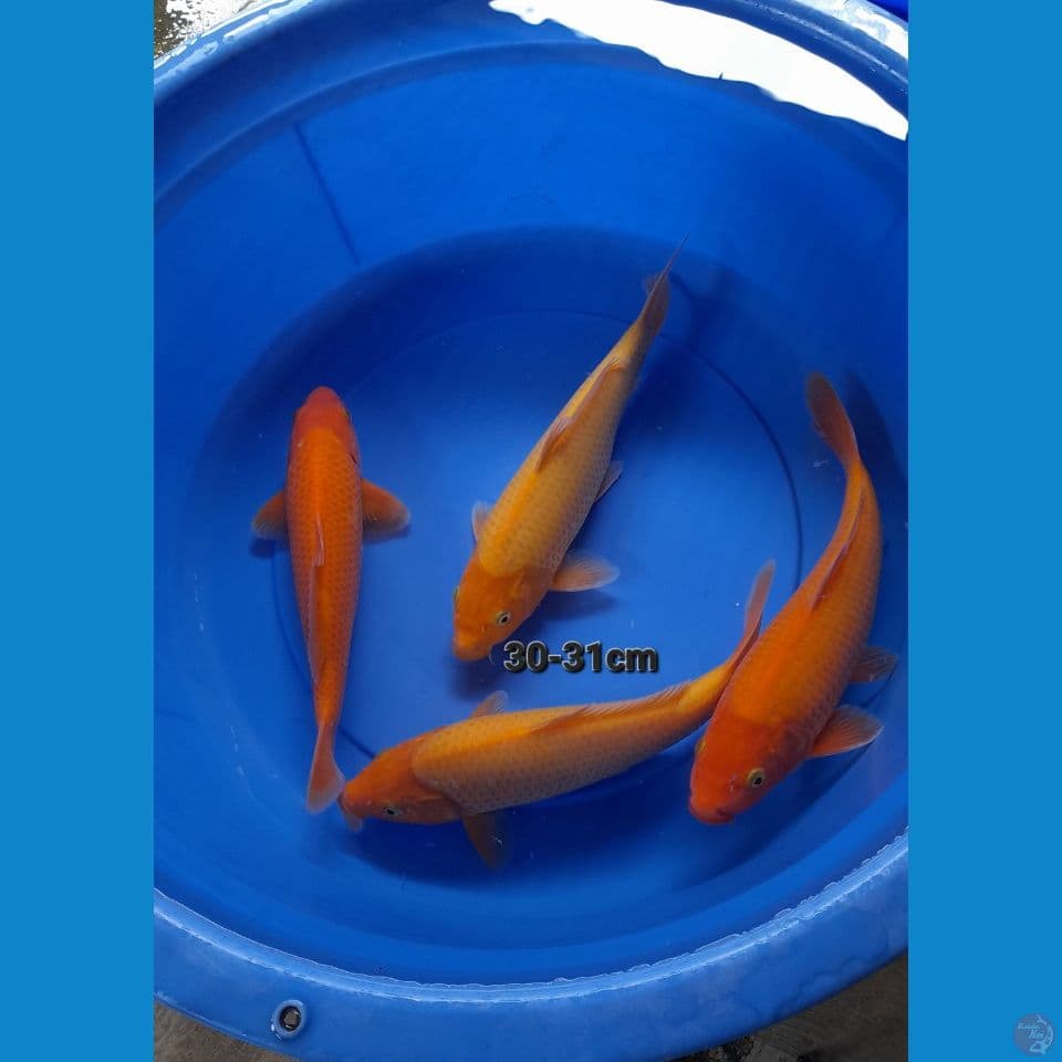 30-31CM KARASI