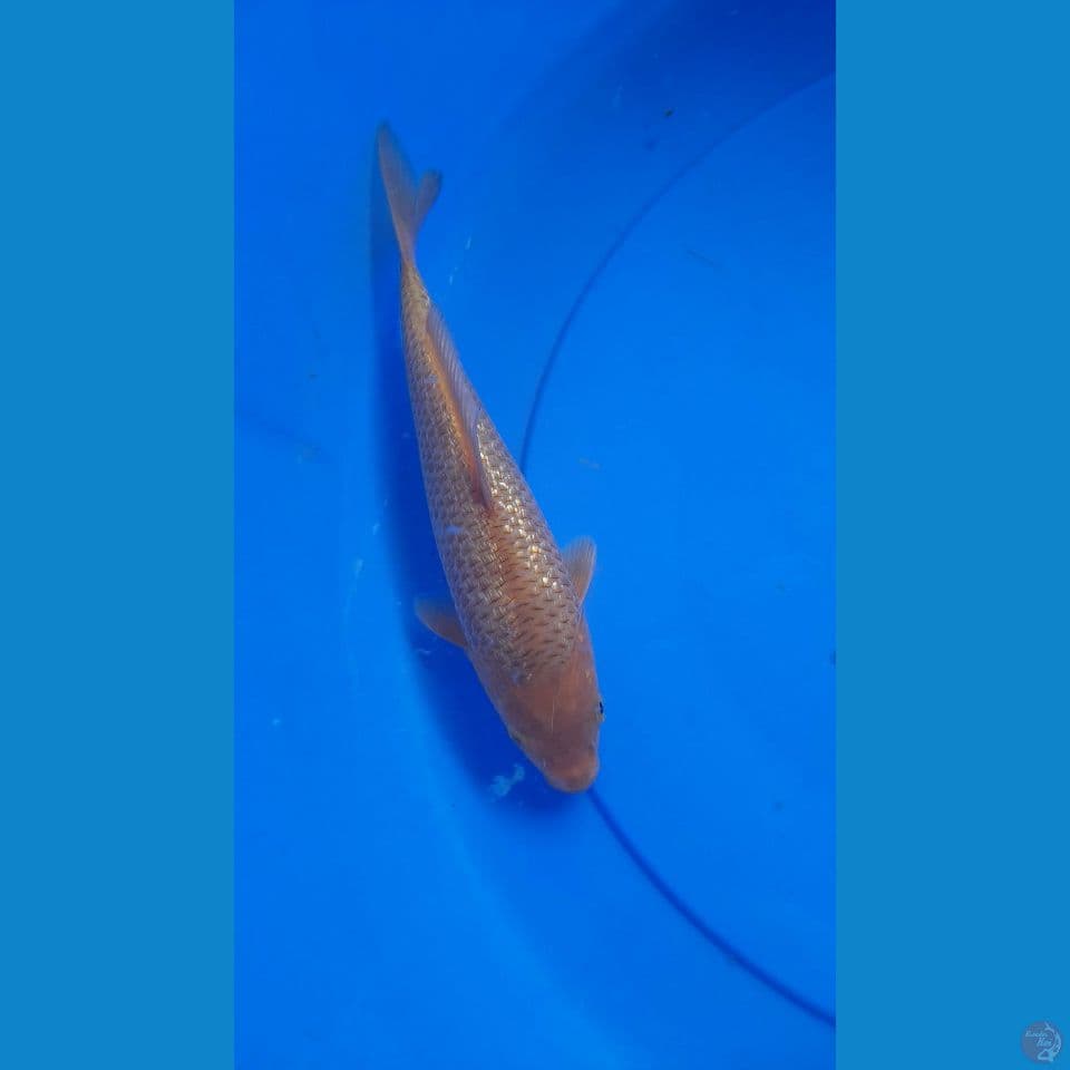 24CM CARAMEL