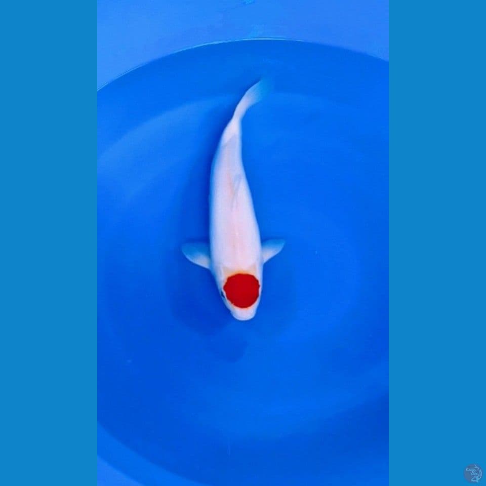 ORIGINAL TANCHO KOHAKU