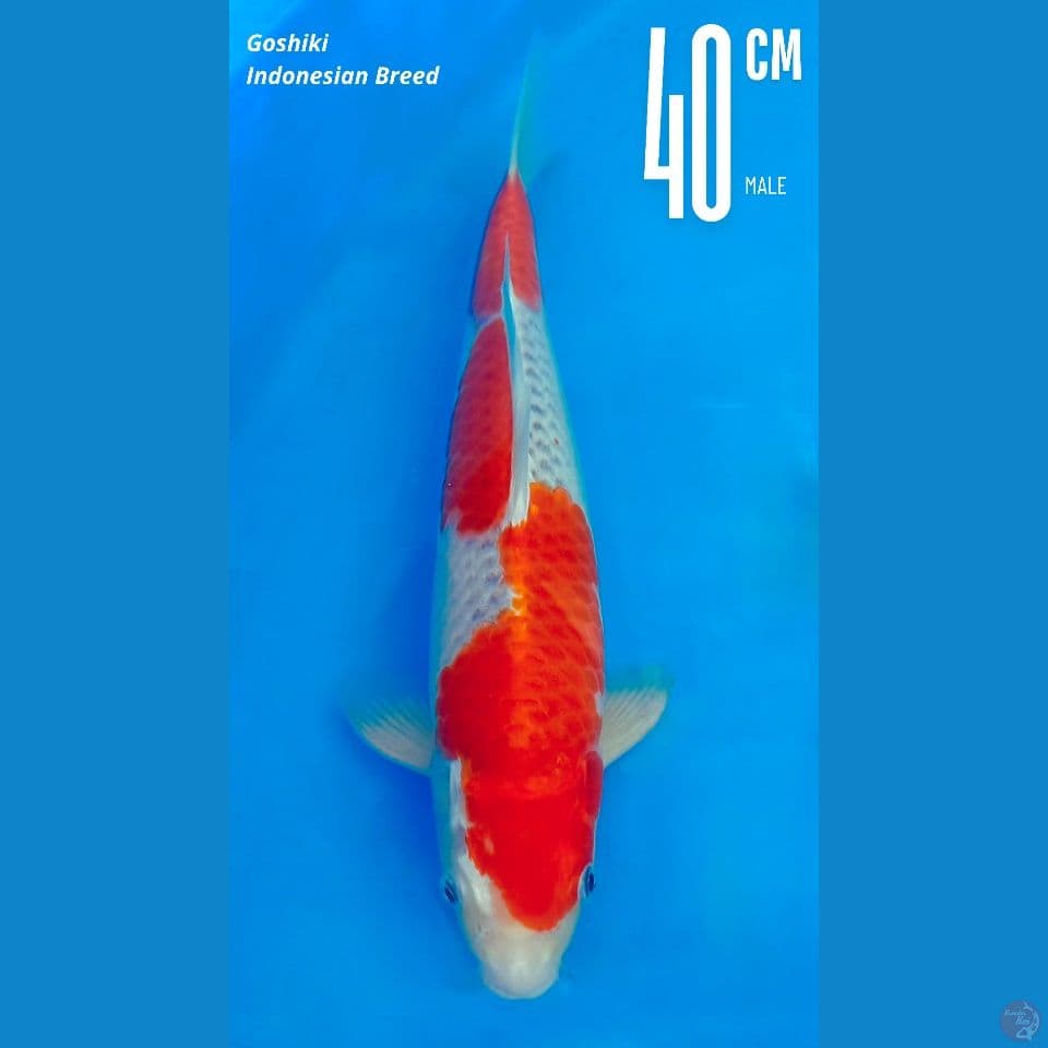 Goshiki 40cm male lokal